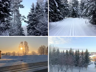 Зимний лес Аскино