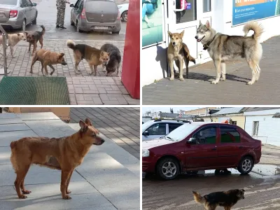 Бездомные собаки