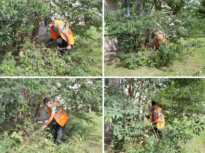 Обрезка деревьев
