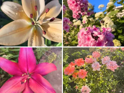 Цветы, лилии, розы