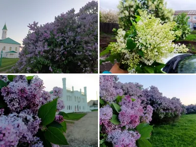 Сирень в цвету