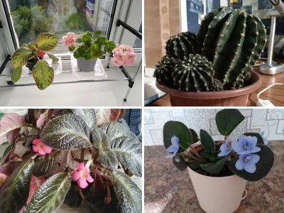 Домашние цветы