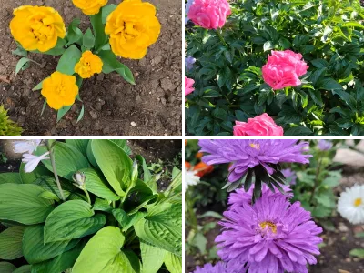 Цветы садовые