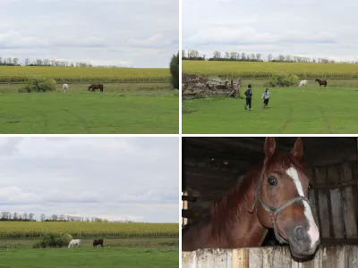 Лошадь в загоне