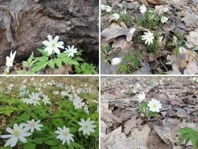 Весенние цветы