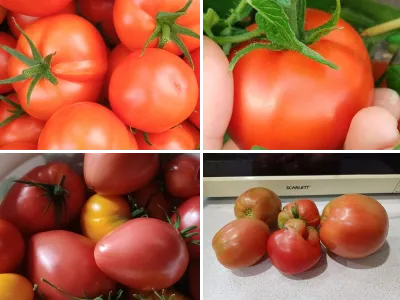 Помидоры