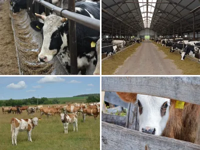 Сельское хозяйство, ферма.