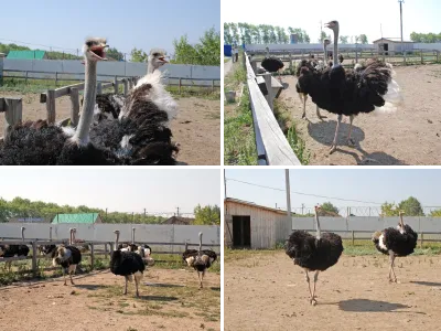 Страусиная ферма