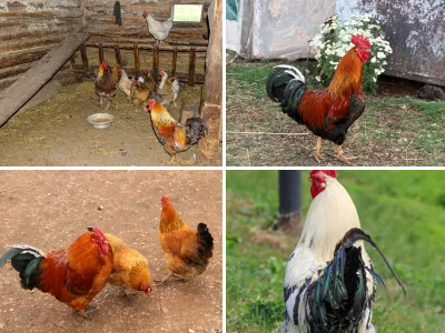 Петухи и курицы