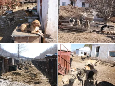 Приют для бездомных собак