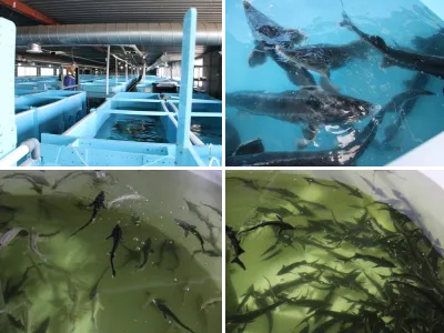 Осетровая ферма