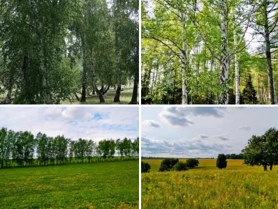 Деревья