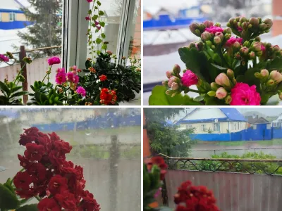 Комнтаные цветы