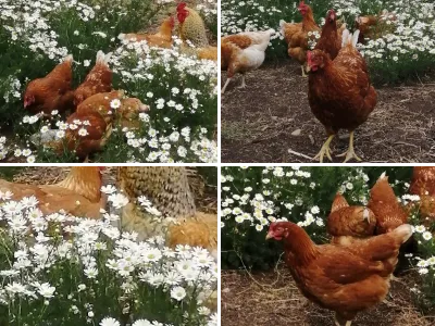 Петухи и курицы