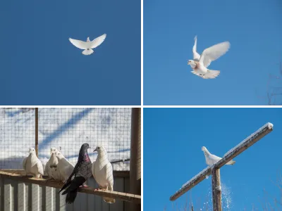 Домашние голуби