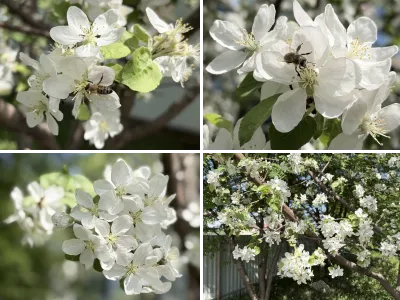 Весенний сад