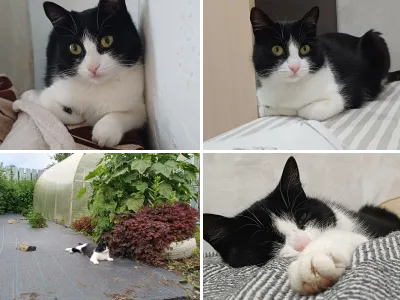 Кот, кошка