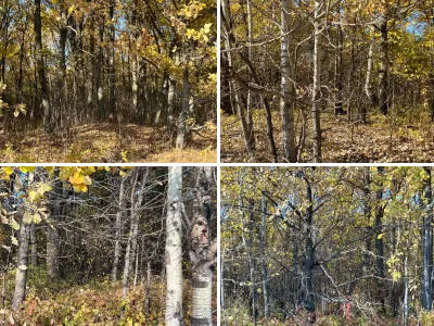 Лес осенью