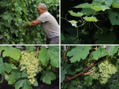 Виноградная лоза