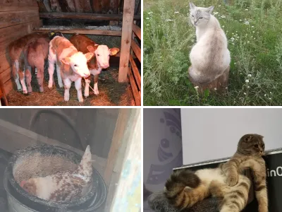 Домашние животные
