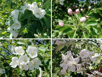 Яблоня цветет (крупным планом)