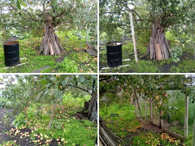 Яблоня в деревне