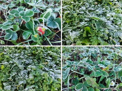 Заморозки осенью