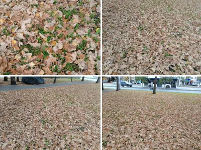 Дубовые листья на траве — осенний ковёр