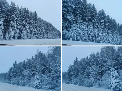 Заснеженные деревья