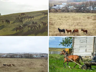 Пейзажи, лошади на пастбище